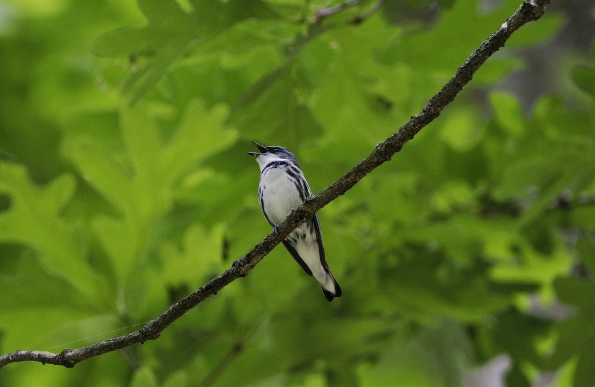 Cerulean Warbler - ML244220381