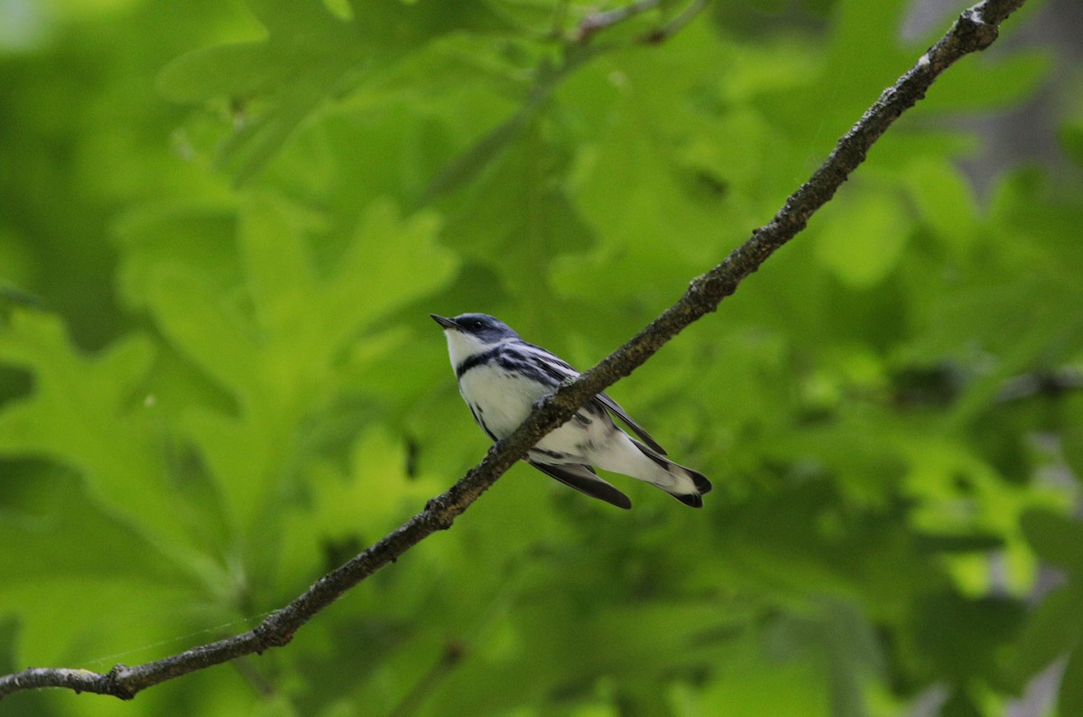 Cerulean Warbler - ML244220391