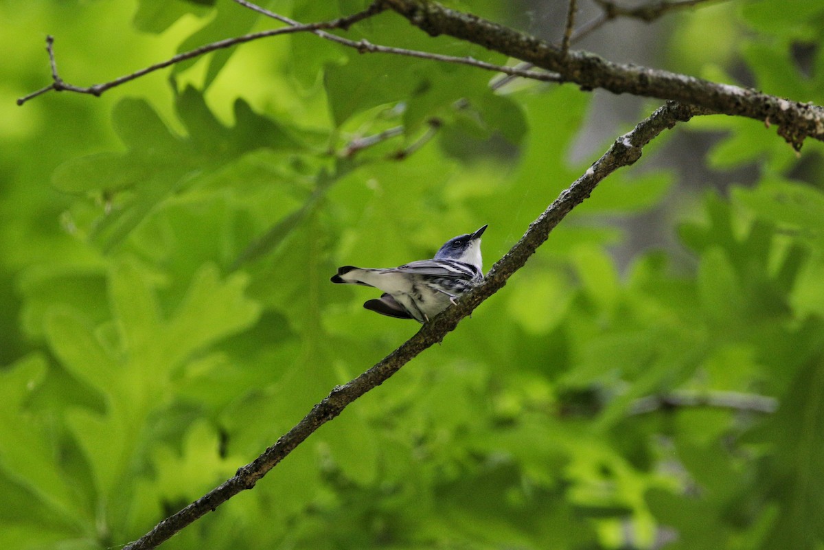 Cerulean Warbler - ML244220451