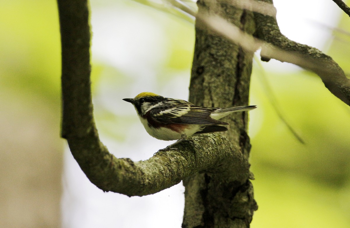 Chestnut-sided Warbler - ML244221081