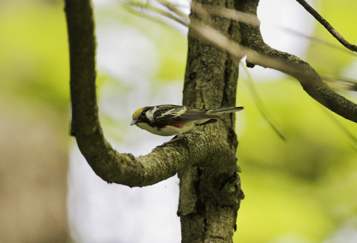 Chestnut-sided Warbler - ML244221091