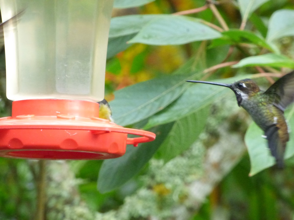 kolibřík hvězdohrdlý - ML244221241