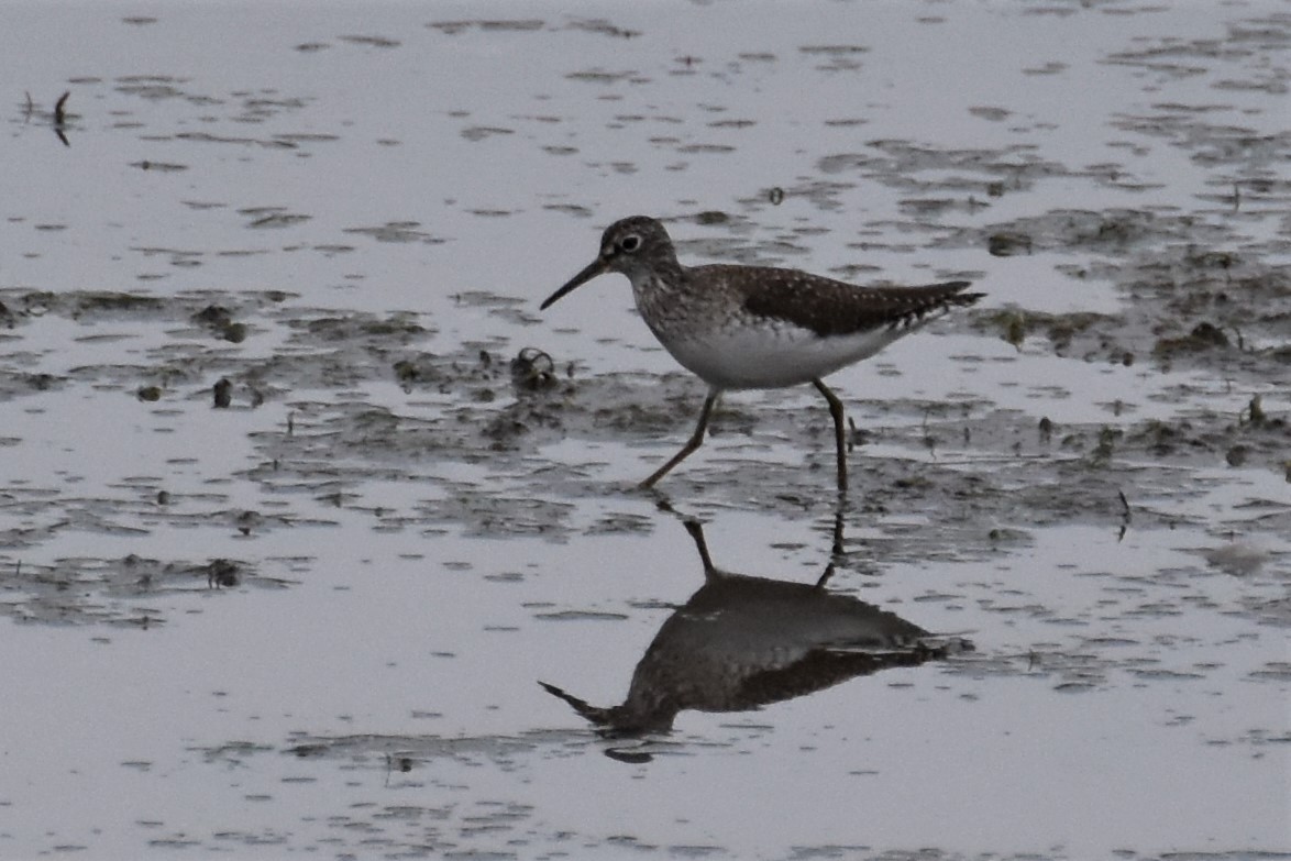 Solitary Sandpiper - ML244222231