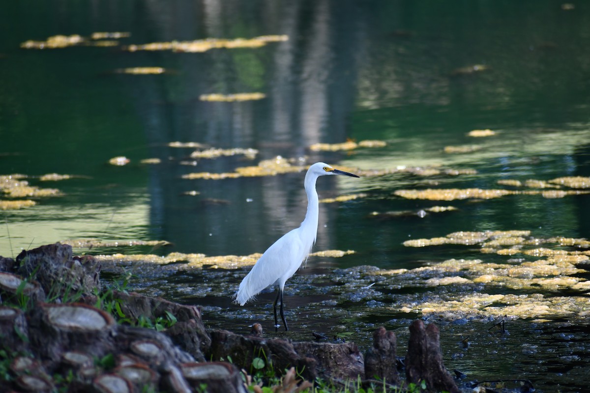 Цасч дэглий - ML244222841