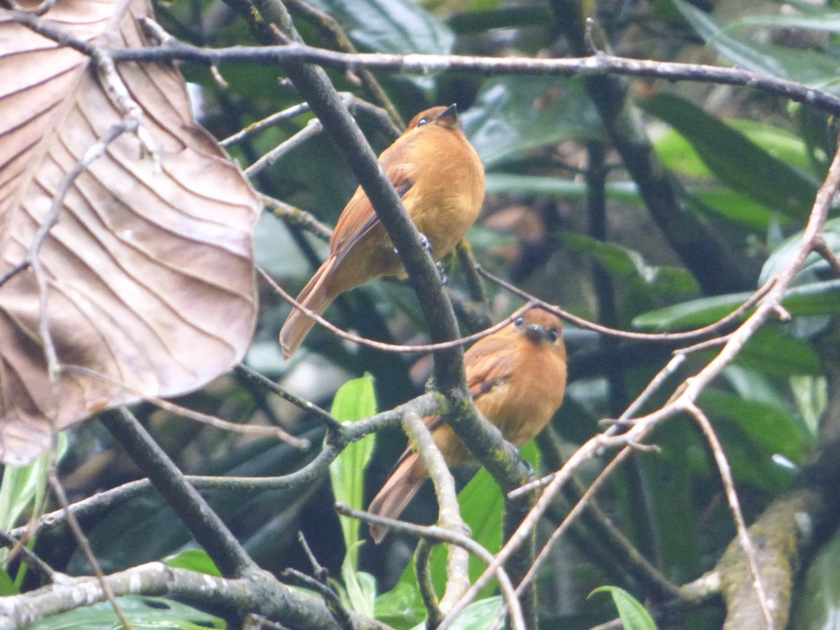 Cinnamon Flycatcher (Santa Marta) - ML244223961