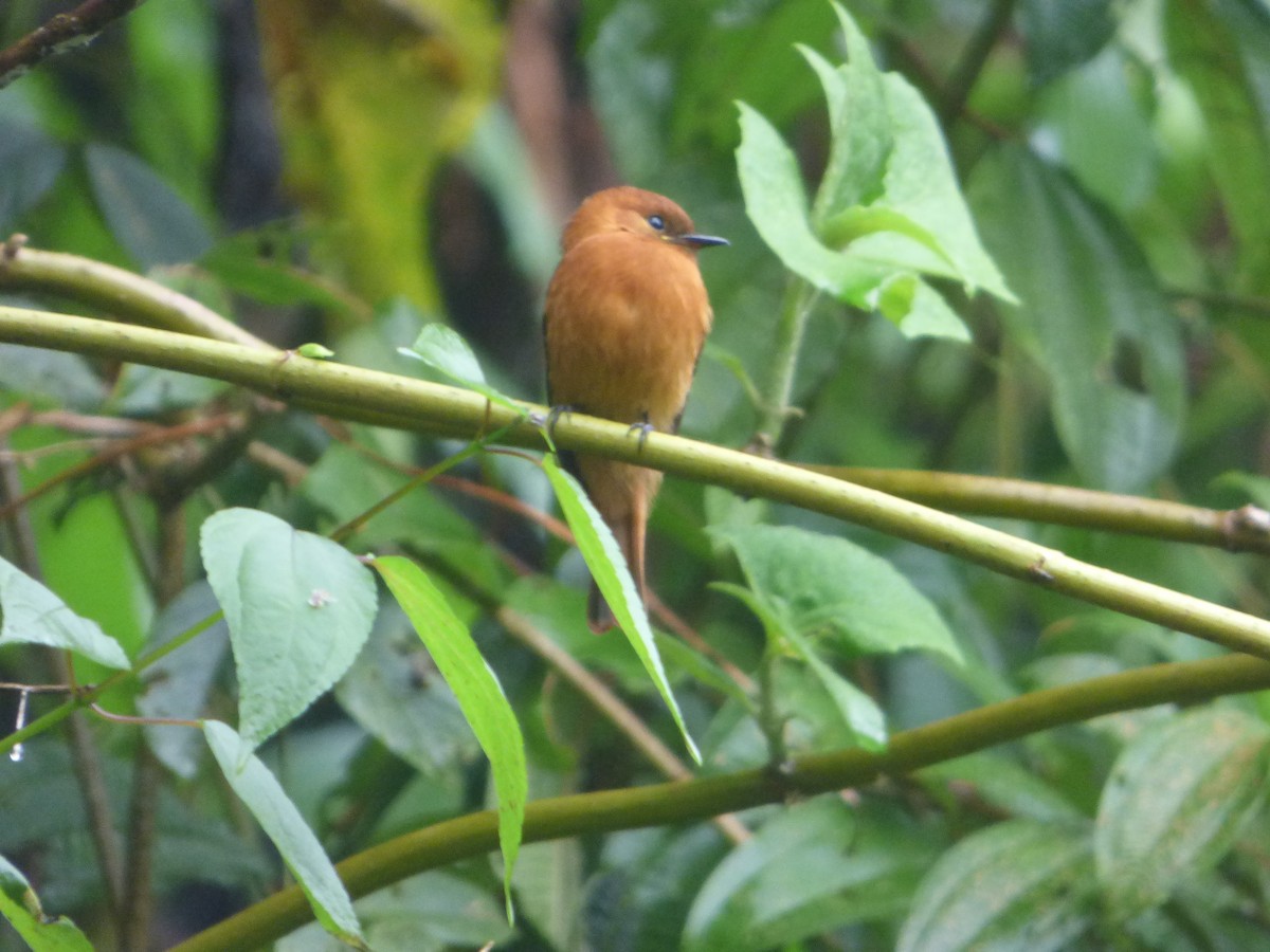 Cinnamon Flycatcher (Santa Marta) - ML244223971