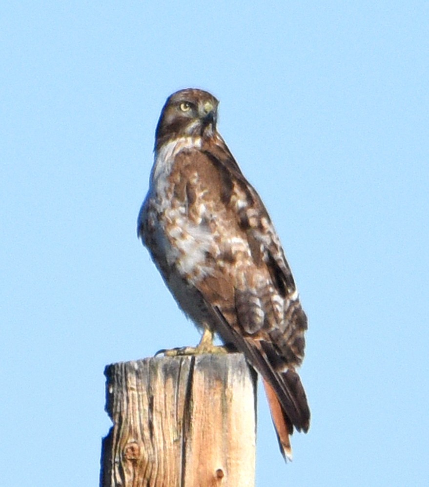 Red-tailed Hawk - ML244224261