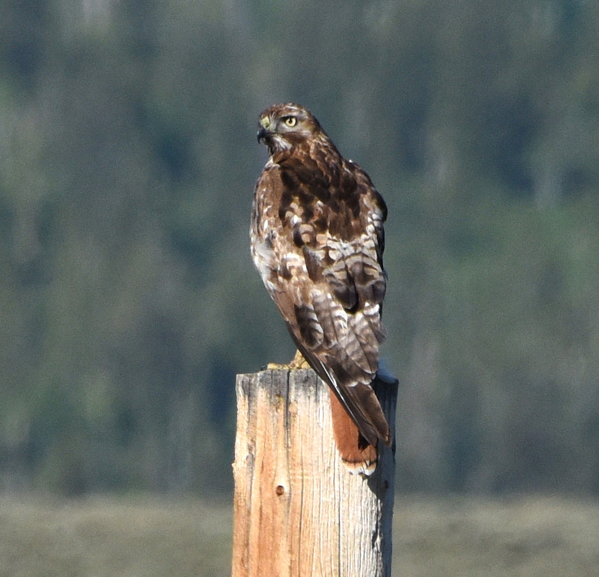 Red-tailed Hawk - ML244224281
