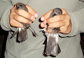 Band-rumped Storm-Petrel - ML24422541