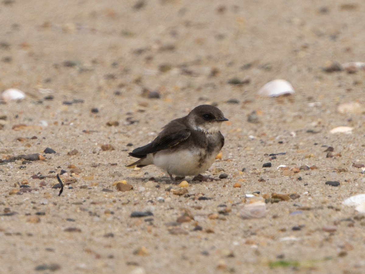 Bank Swallow - ML244227441