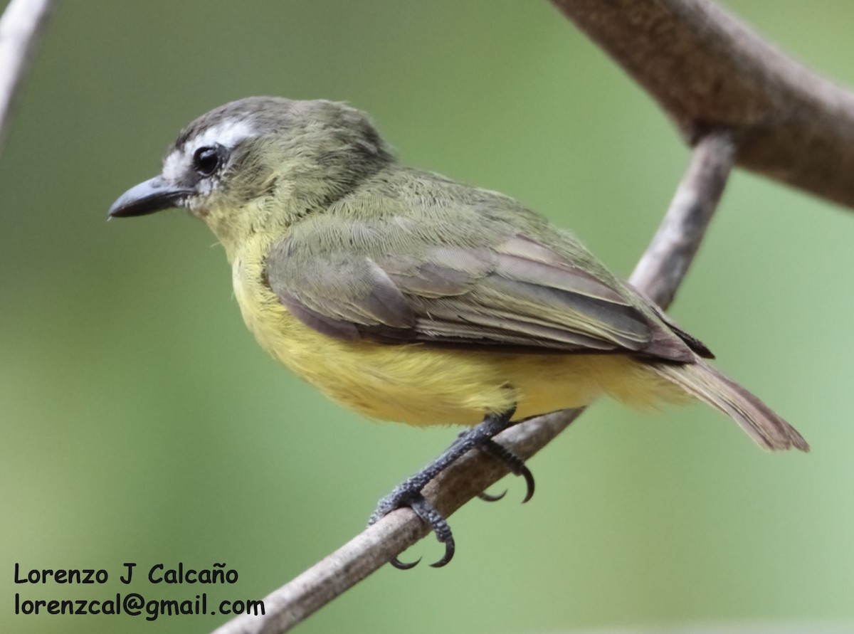 Brown-capped Tyrannulet - ML244228121