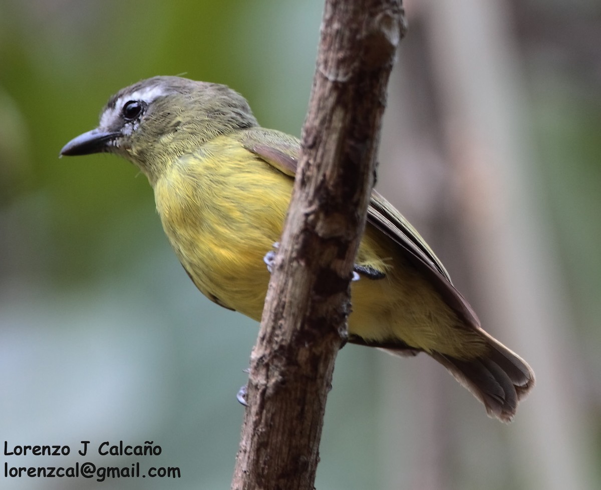 Brown-capped Tyrannulet - ML244228161