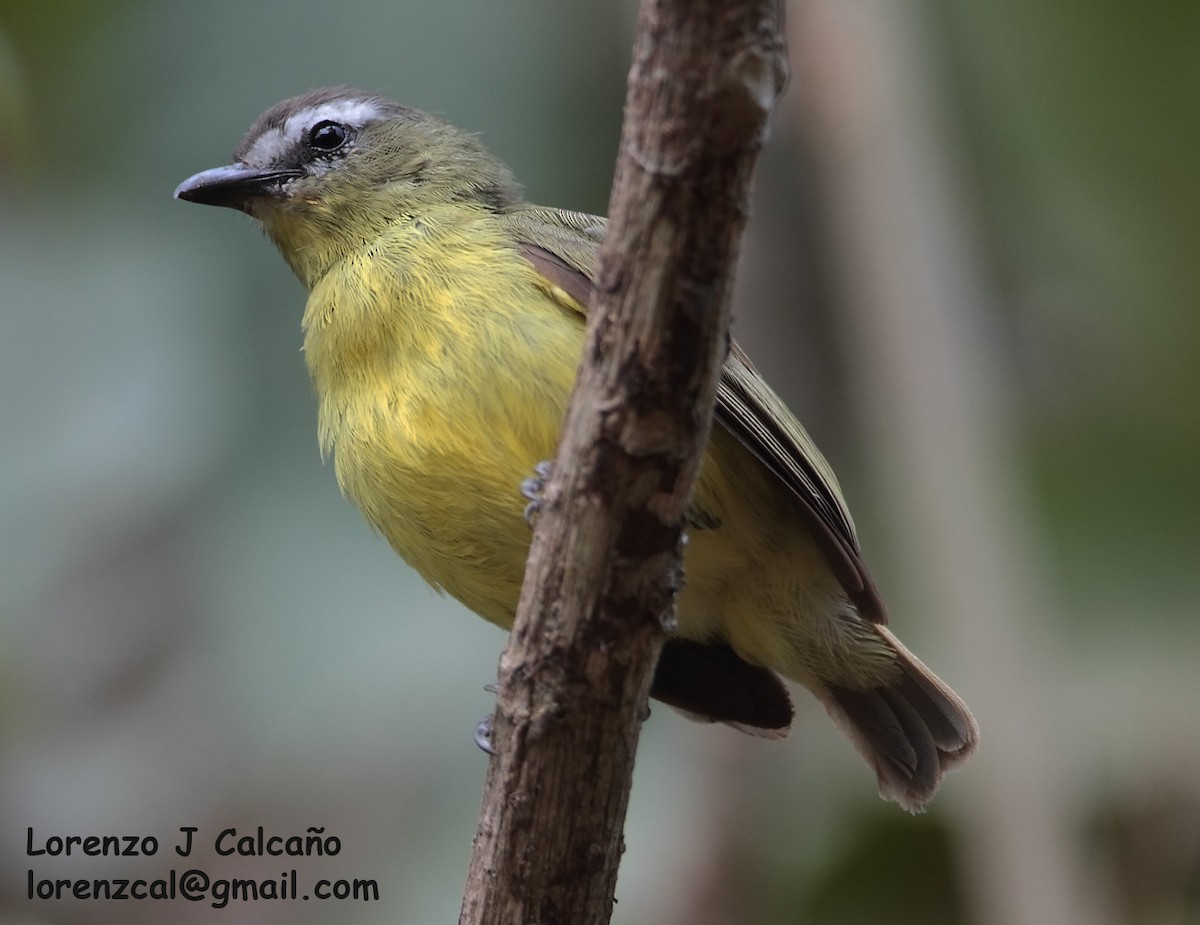 Brown-capped Tyrannulet - ML244228181