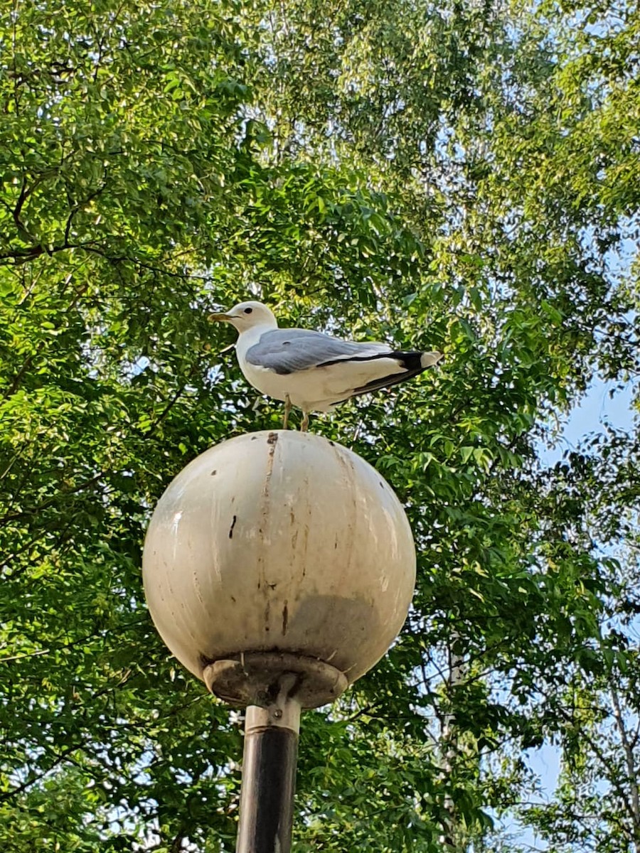 Black-headed Gull - Анастасия Романченко