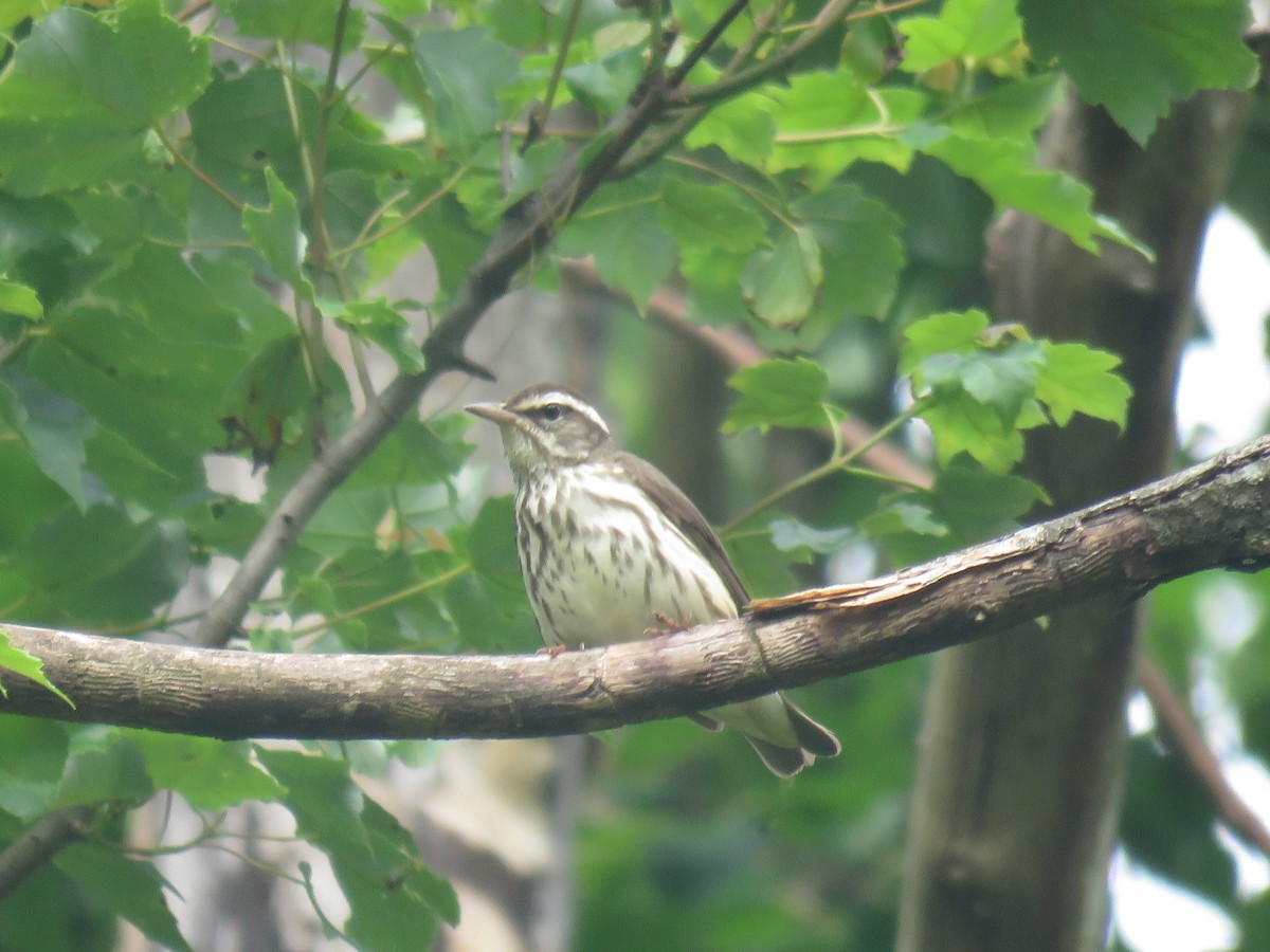 Louisiana Waterthrush - ML244230521