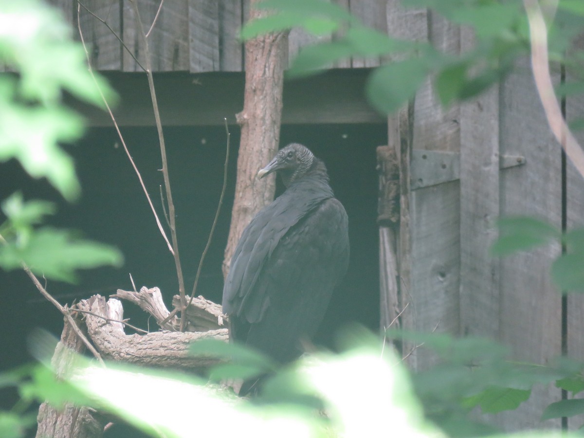 Black Vulture - ML244230541