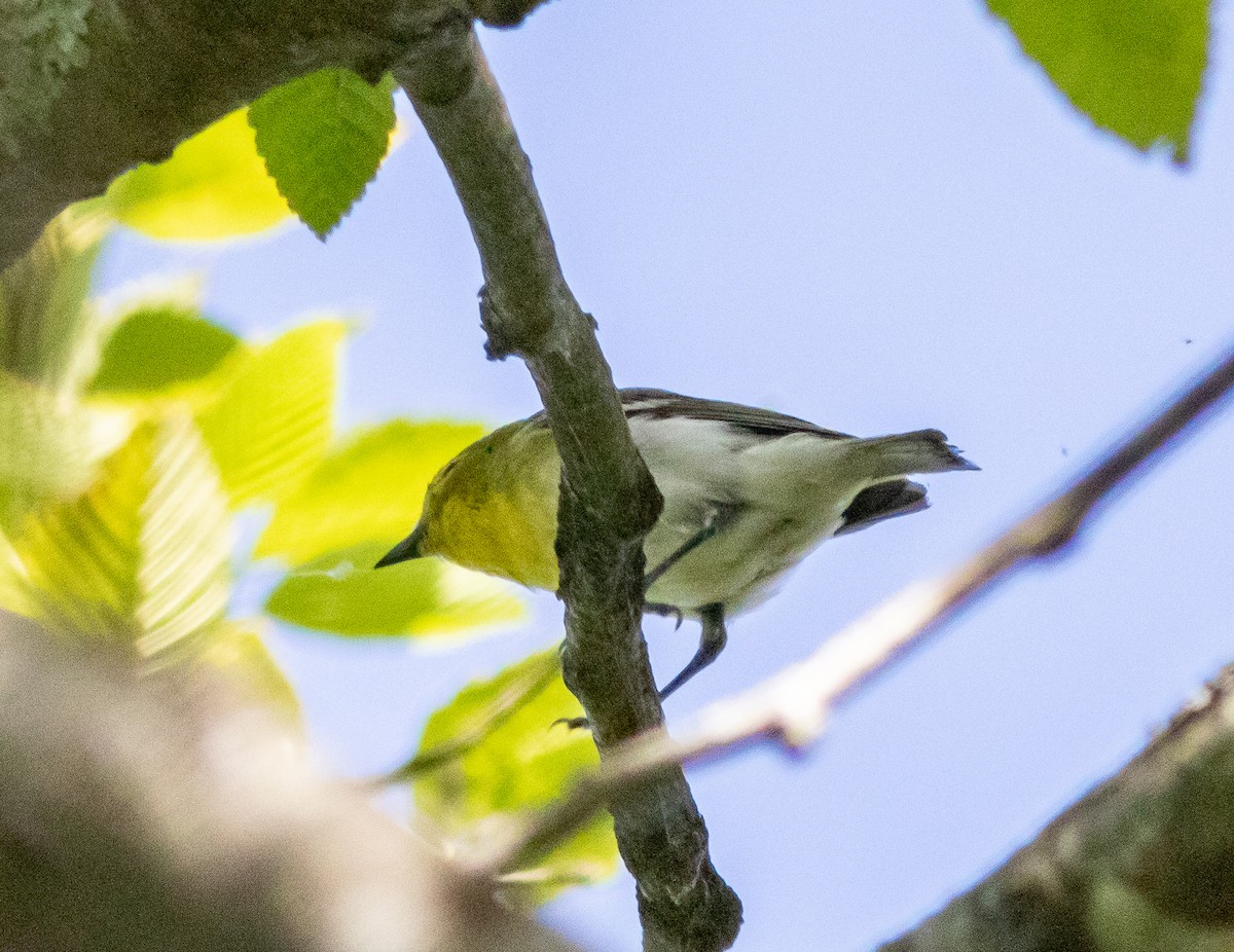 Yellow-throated Vireo - ML244230601