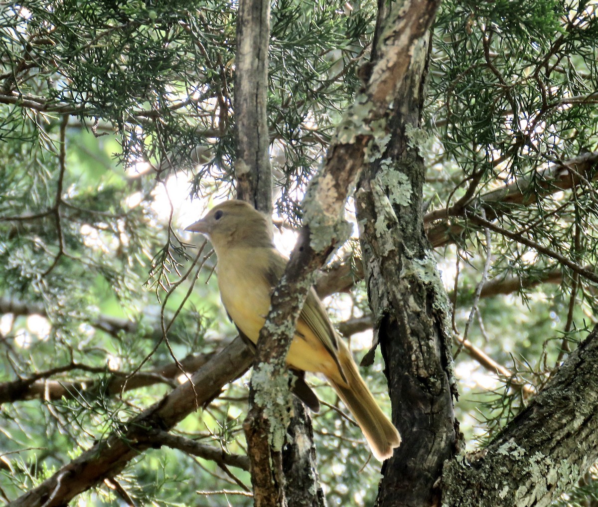 Summer Tanager - ML244231131