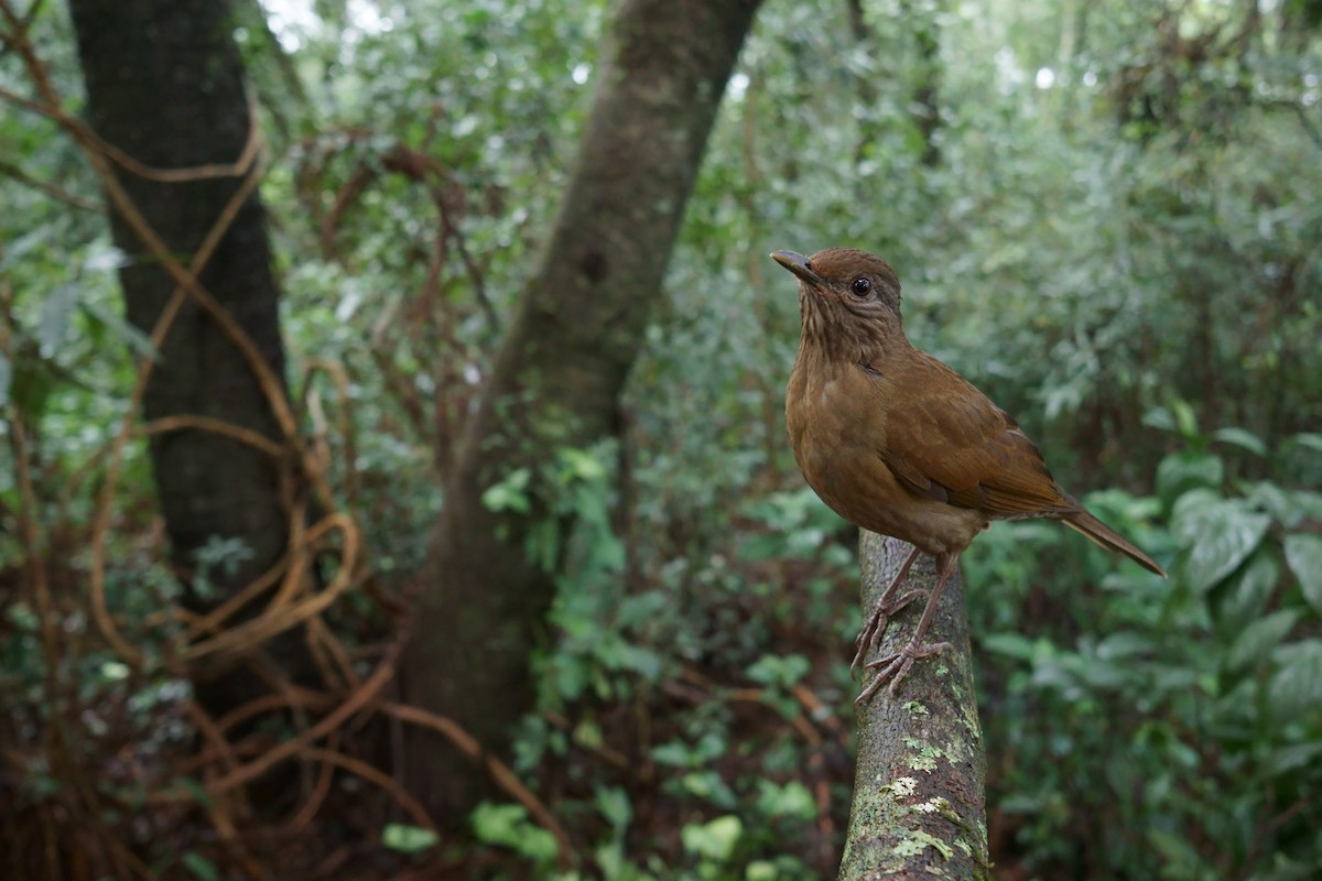 Pale-breasted Thrush - ML244231571