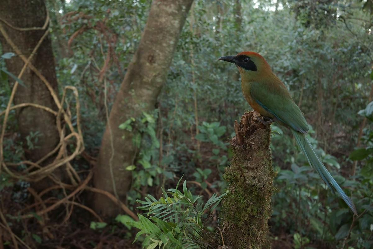 Rufous-capped Motmot - Martjan Lammertink