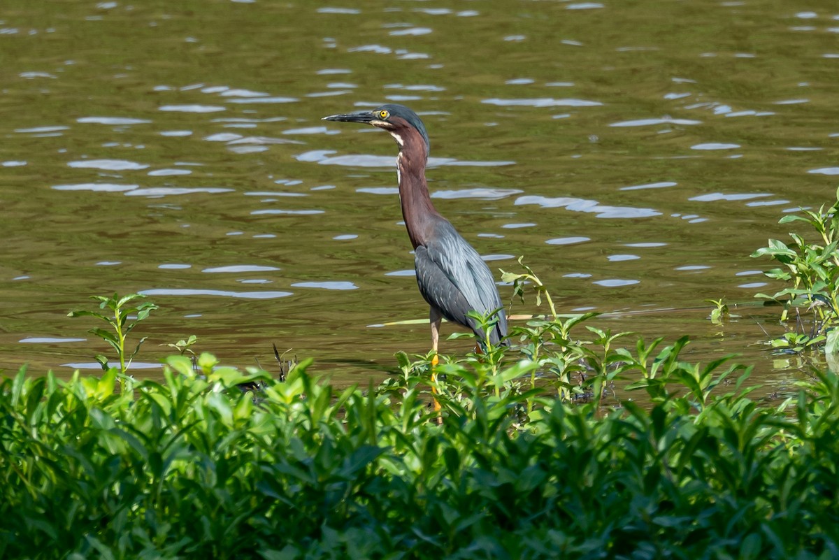 Green Heron - ML244232401