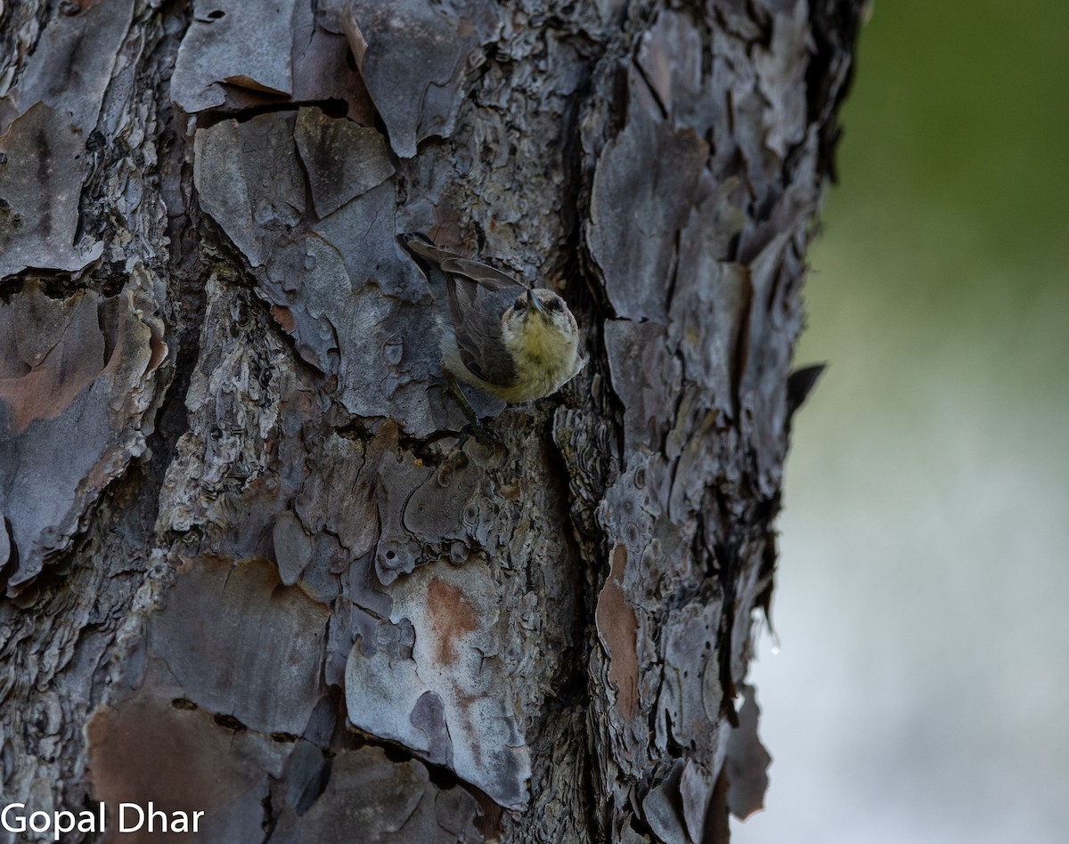 Brown-headed Nuthatch - Gopal Dhar