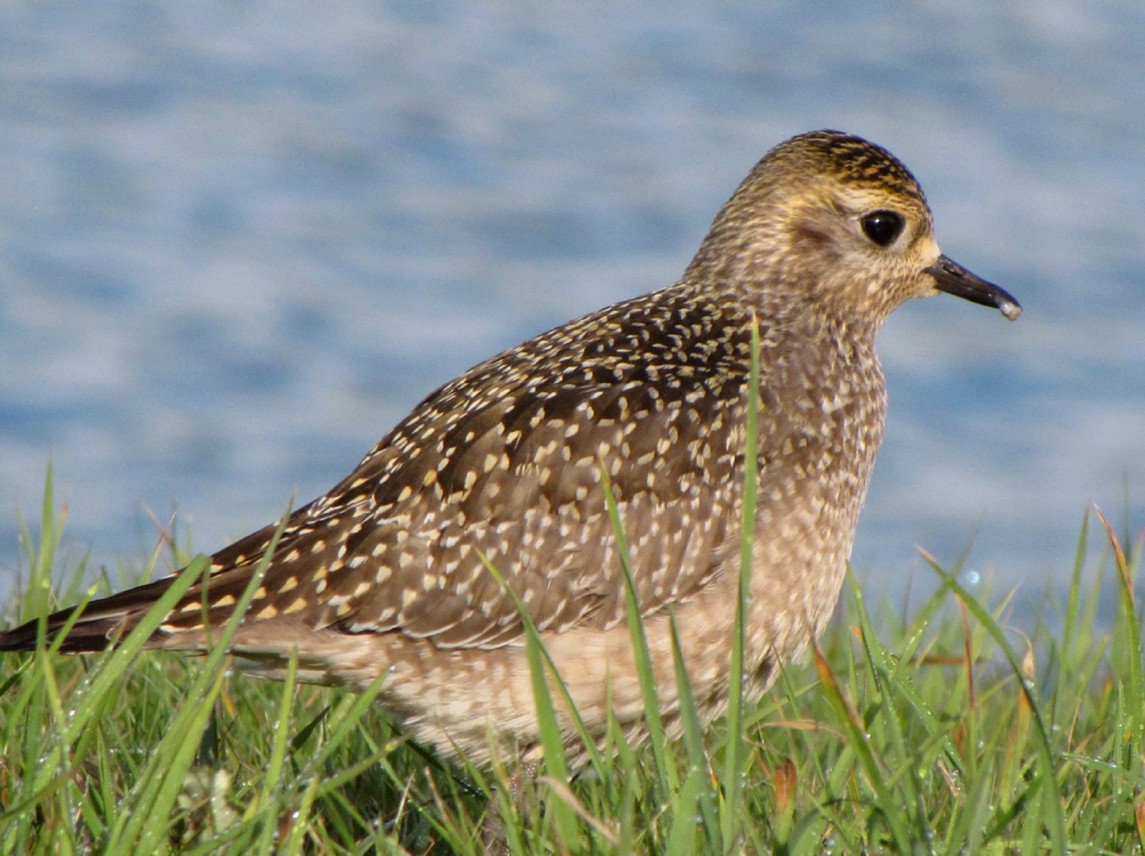 American Golden-Plover - Paul Grove