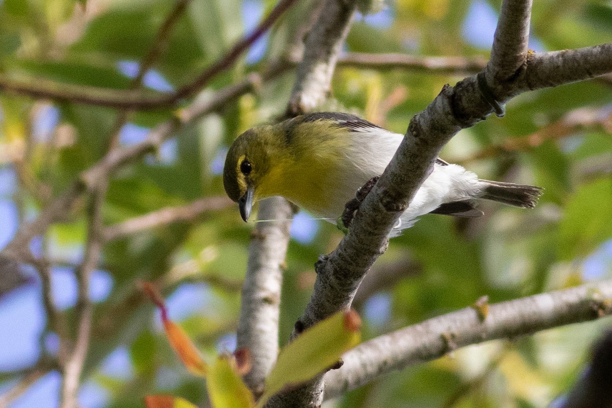 Yellow-throated Vireo - ML244236721