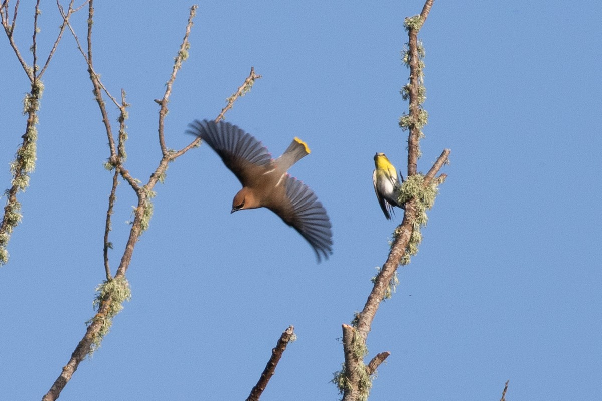 Yellow-throated Vireo - ML244236801