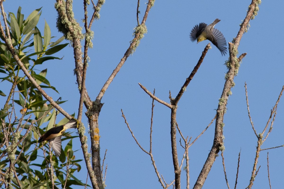 Yellow-throated Vireo - ML244236811