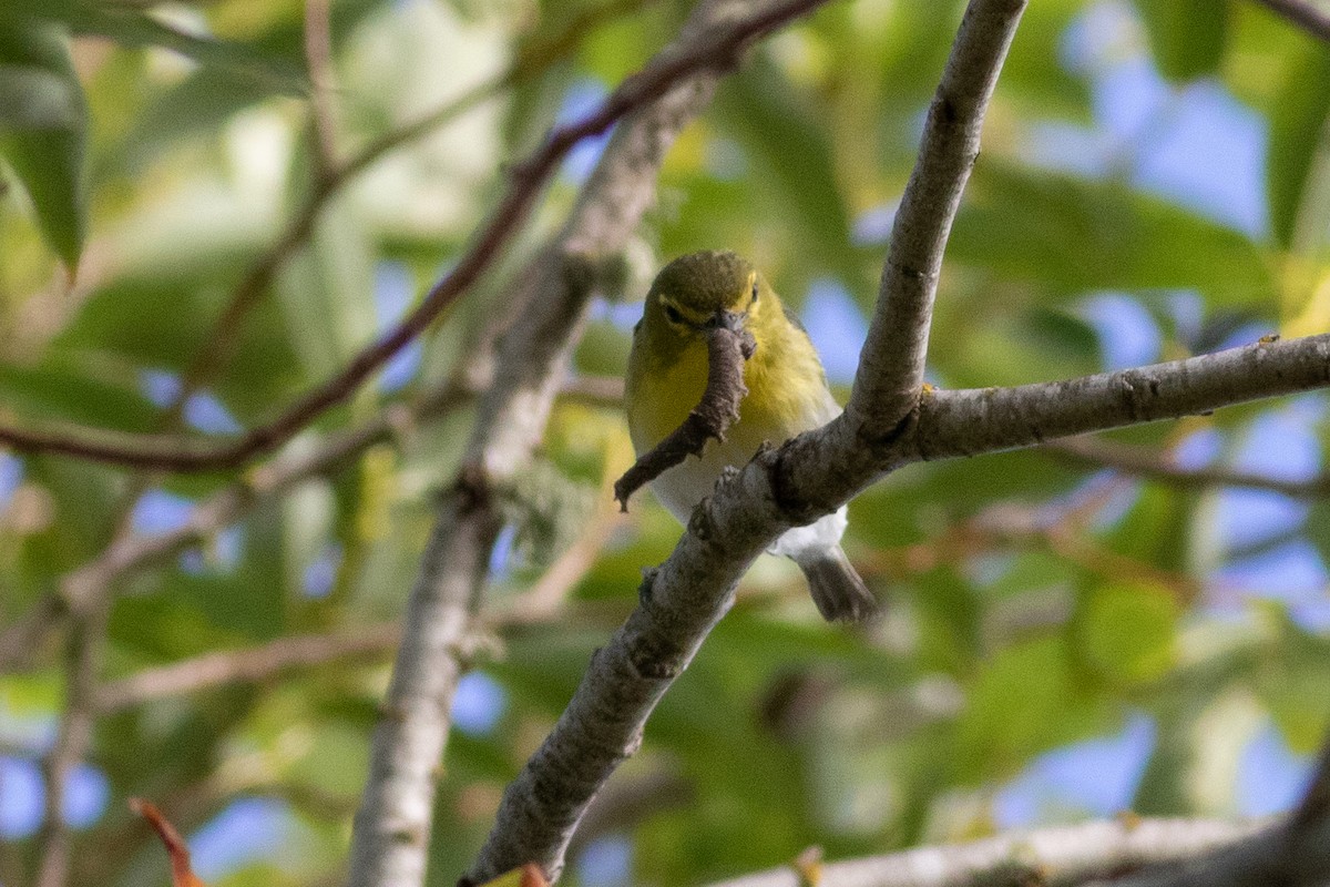 Yellow-throated Vireo - ML244236821