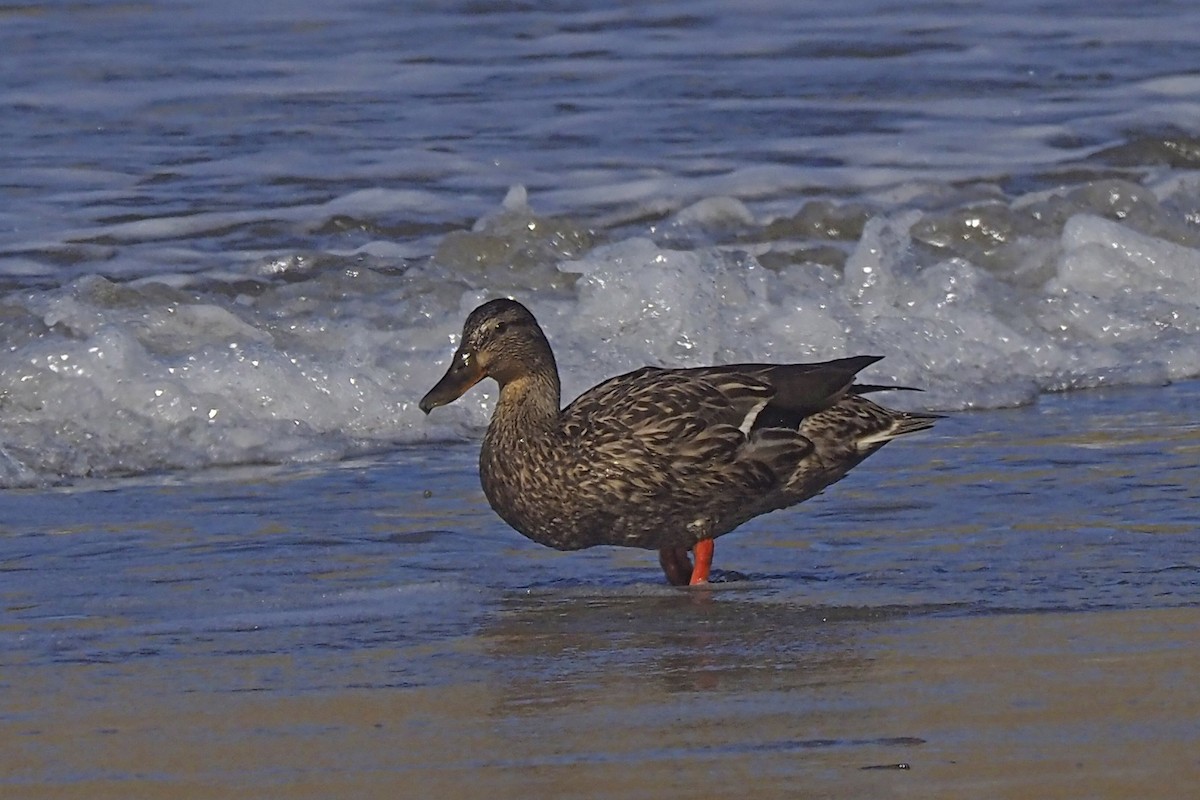 Canard colvert - ML244237821