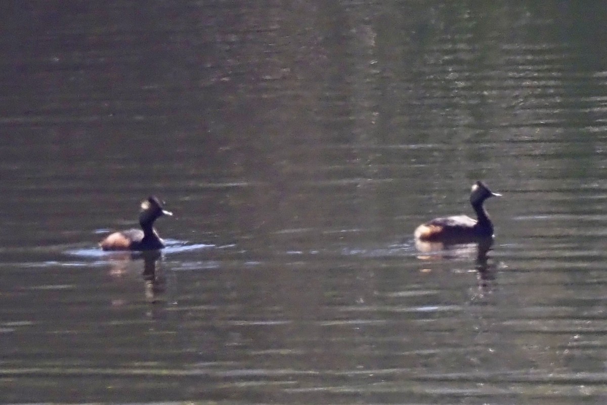 Eared Grebe - ML244237881