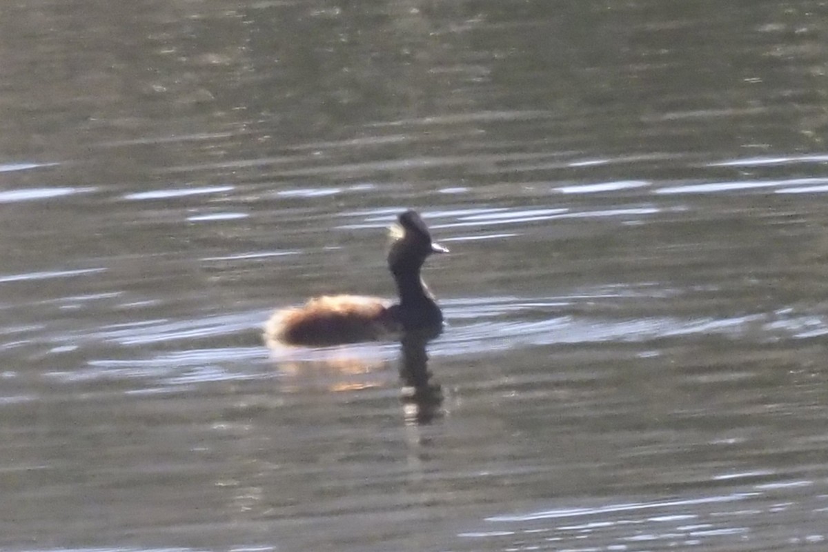 Eared Grebe - ML244237891