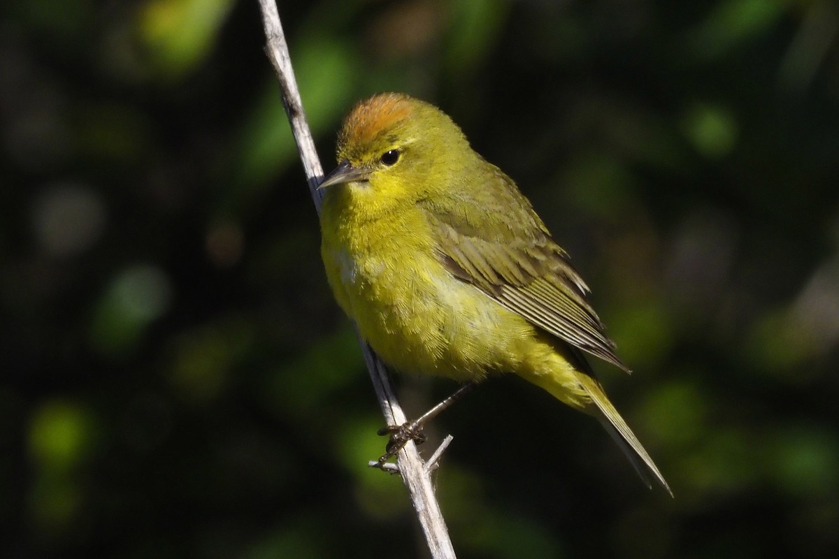 Orange-crowned Warbler - Donna Pomeroy