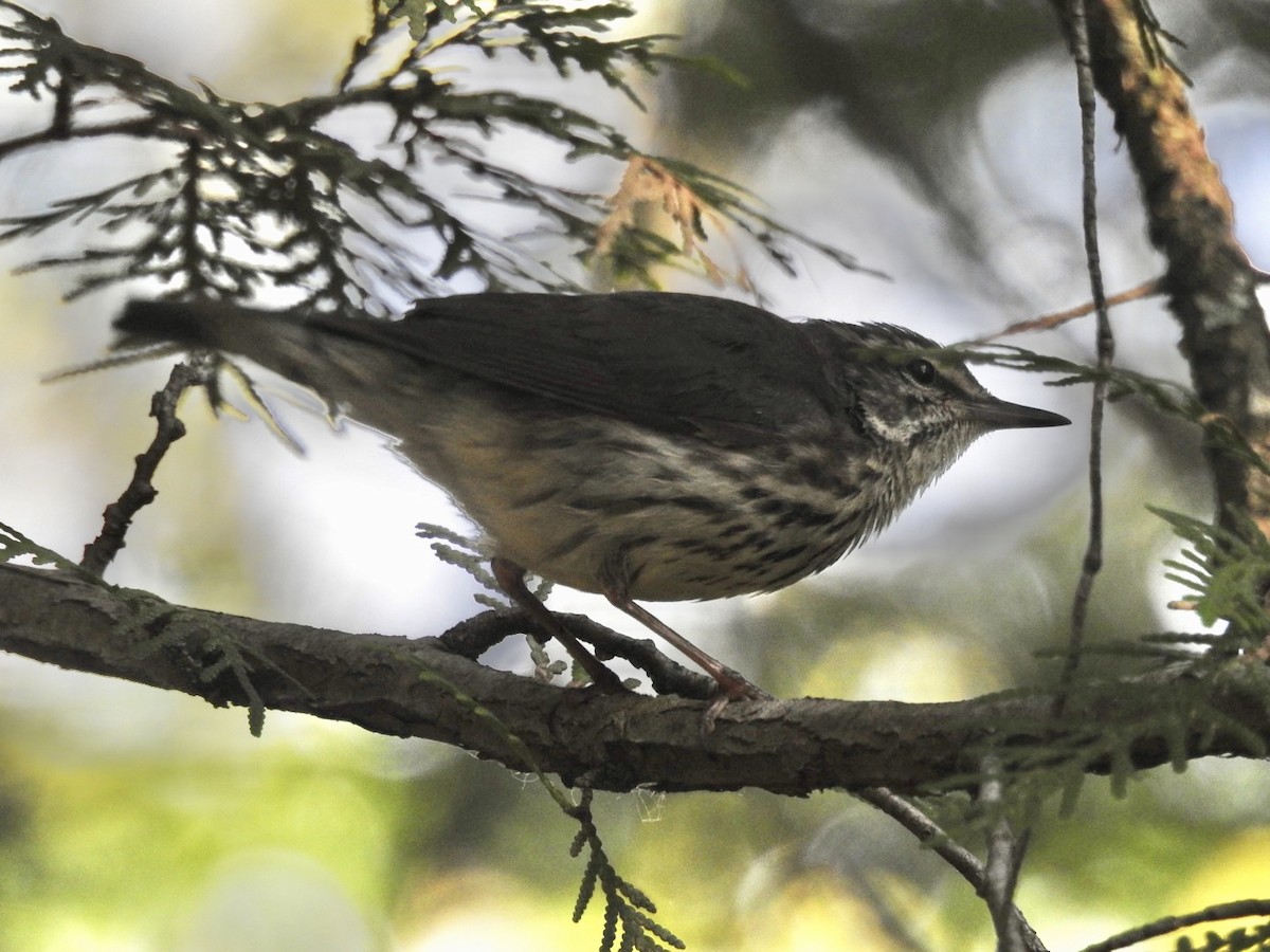 Northern Waterthrush - Jack Coulter