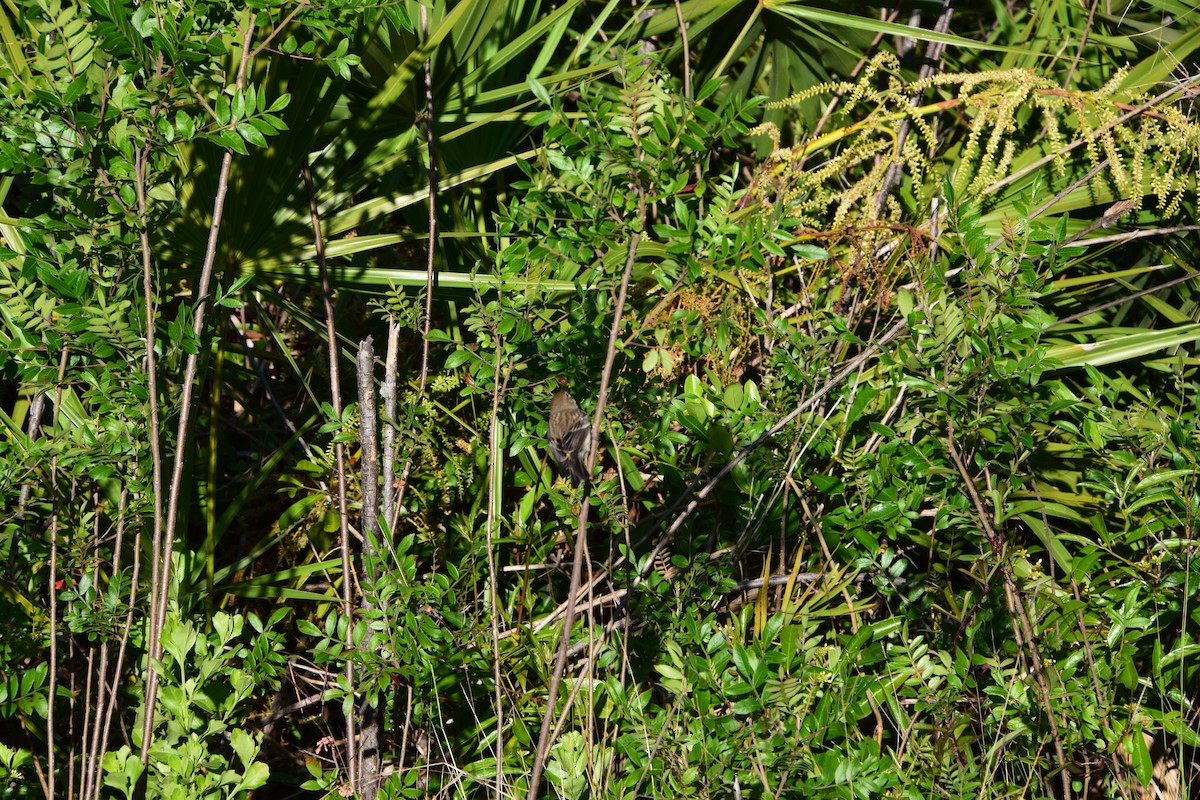 Paruline à croupion jaune - ML244239361