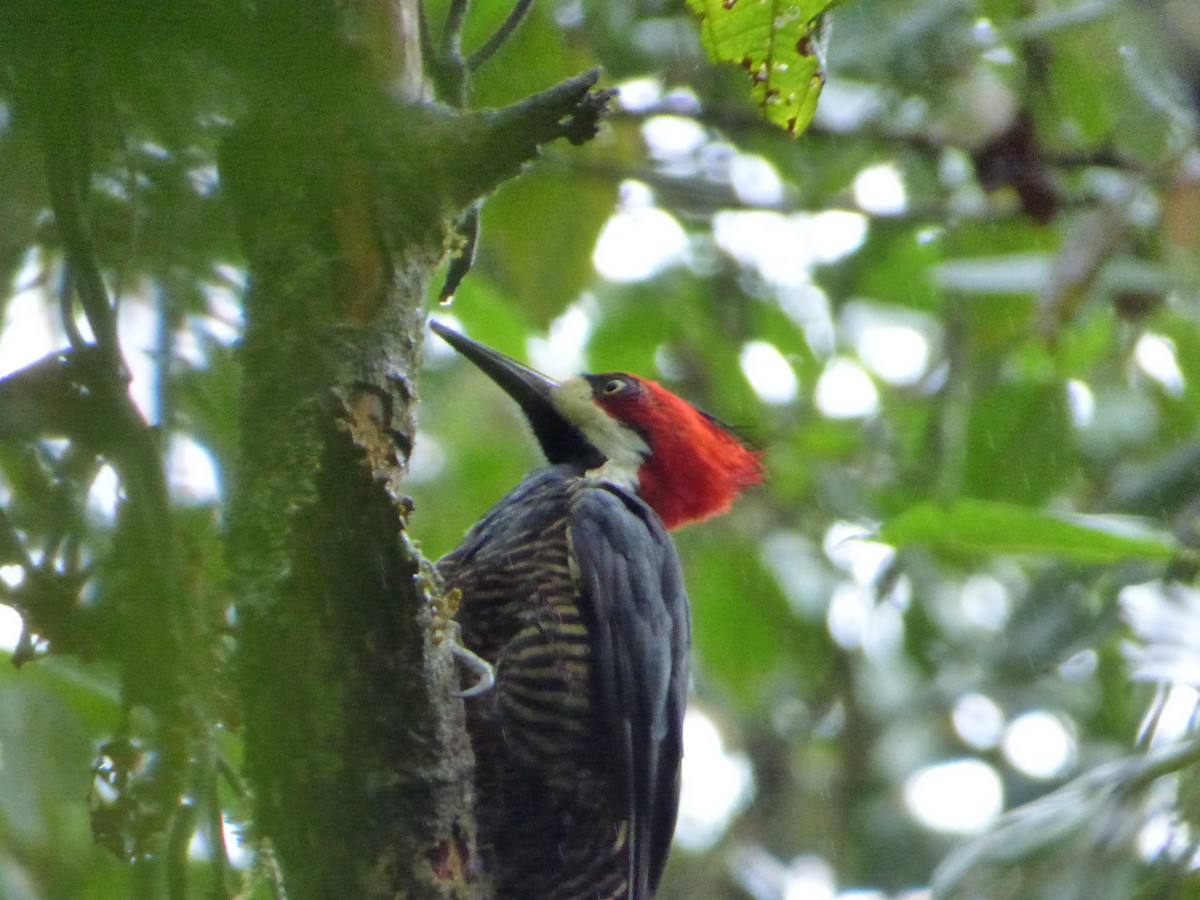 Crimson-crested Woodpecker - ML244239621