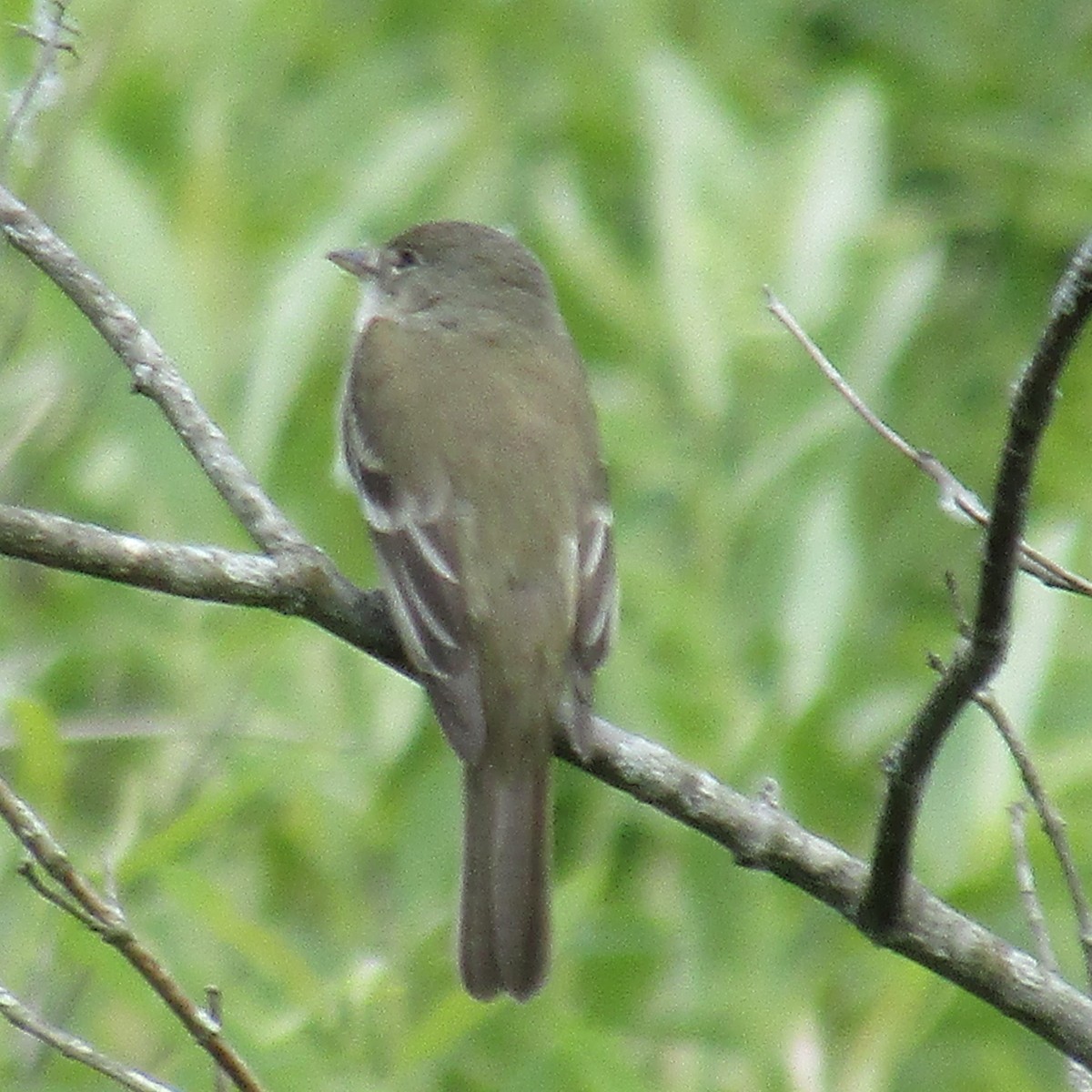 Willow Flycatcher - ML244239931