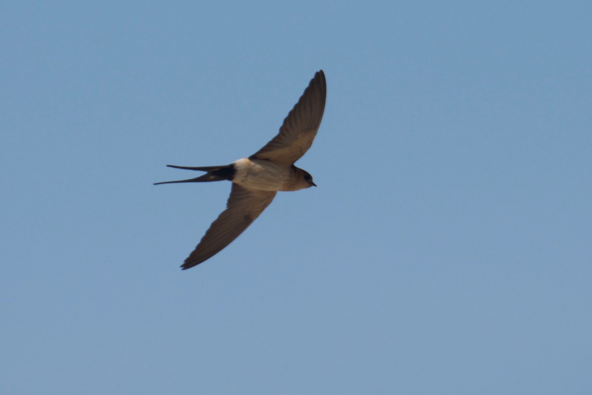 Red-rumped Swallow - ML244240121