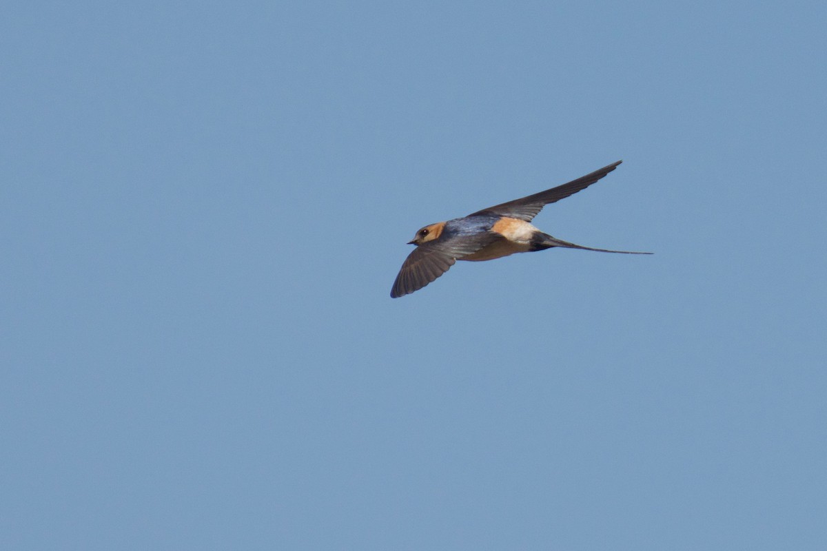 Red-rumped Swallow - ML244240321