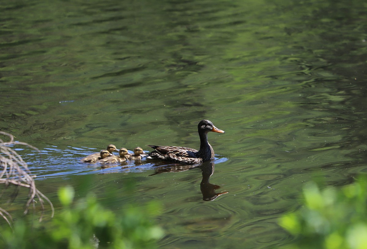 Canard colvert - ML244240641