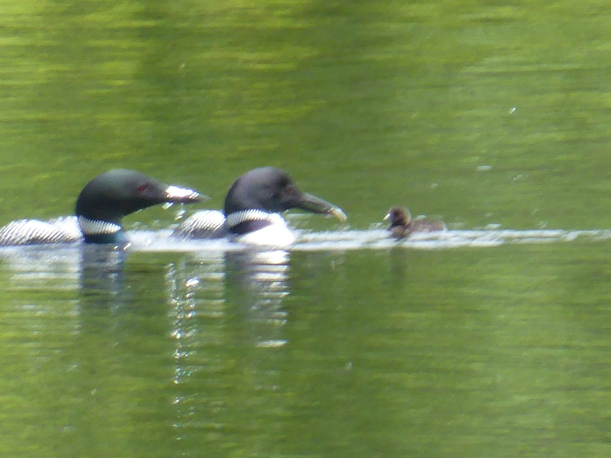 Common Loon - ML244240681