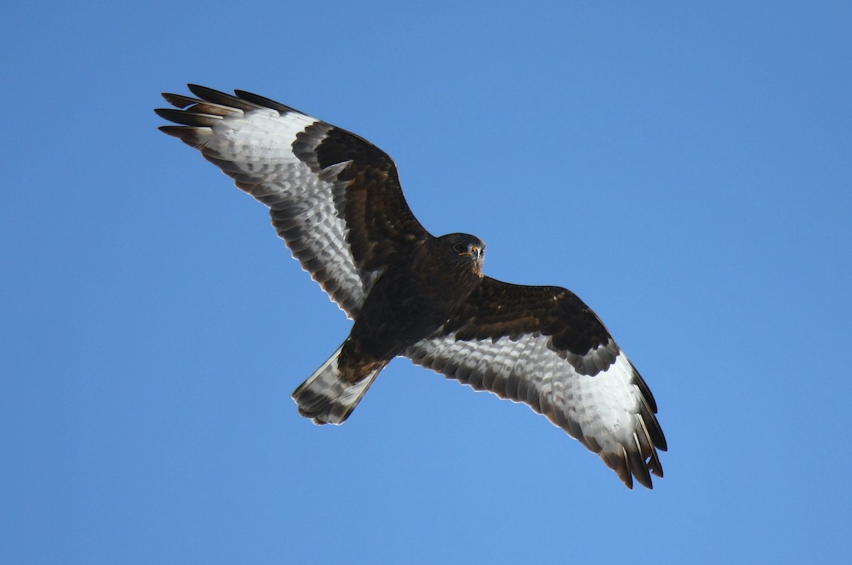 Rough-legged Hawk - ML244241031