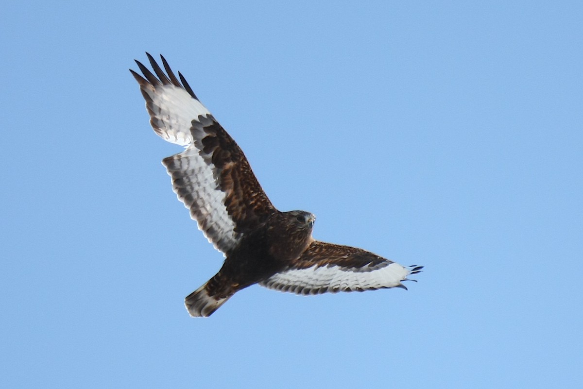 Rough-legged Hawk - ML244241421