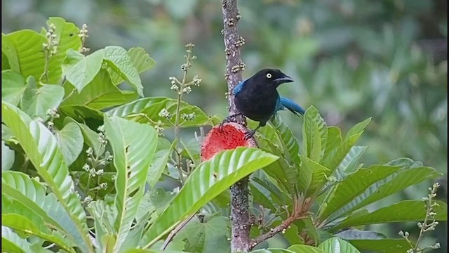 Bushy-crested Jay - ML244241911