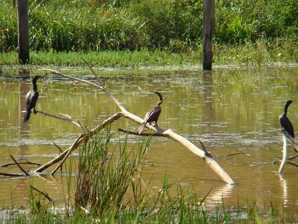 Anhinga d'Amérique - ML244242681