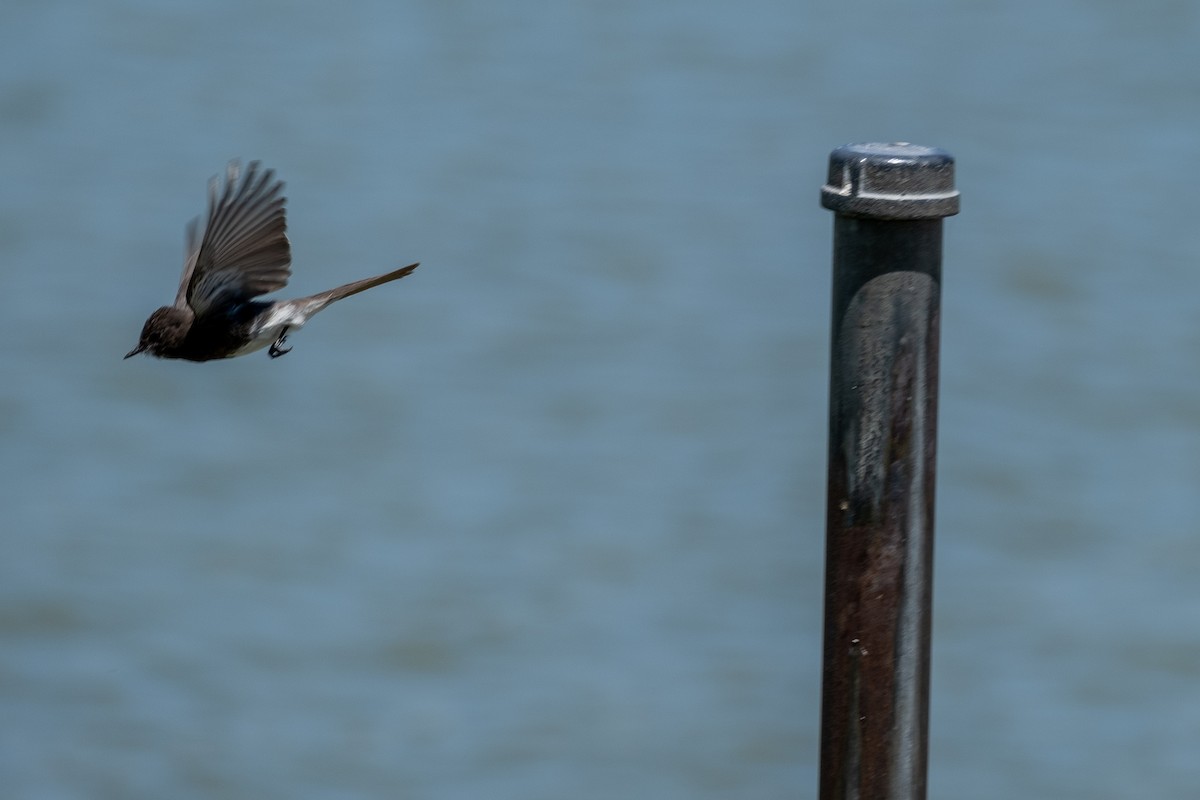 Black Phoebe - Isabelle Reddy