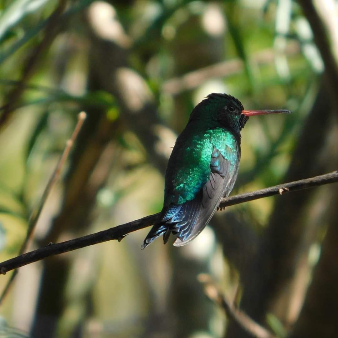 Glittering-bellied Emerald - ML244244911