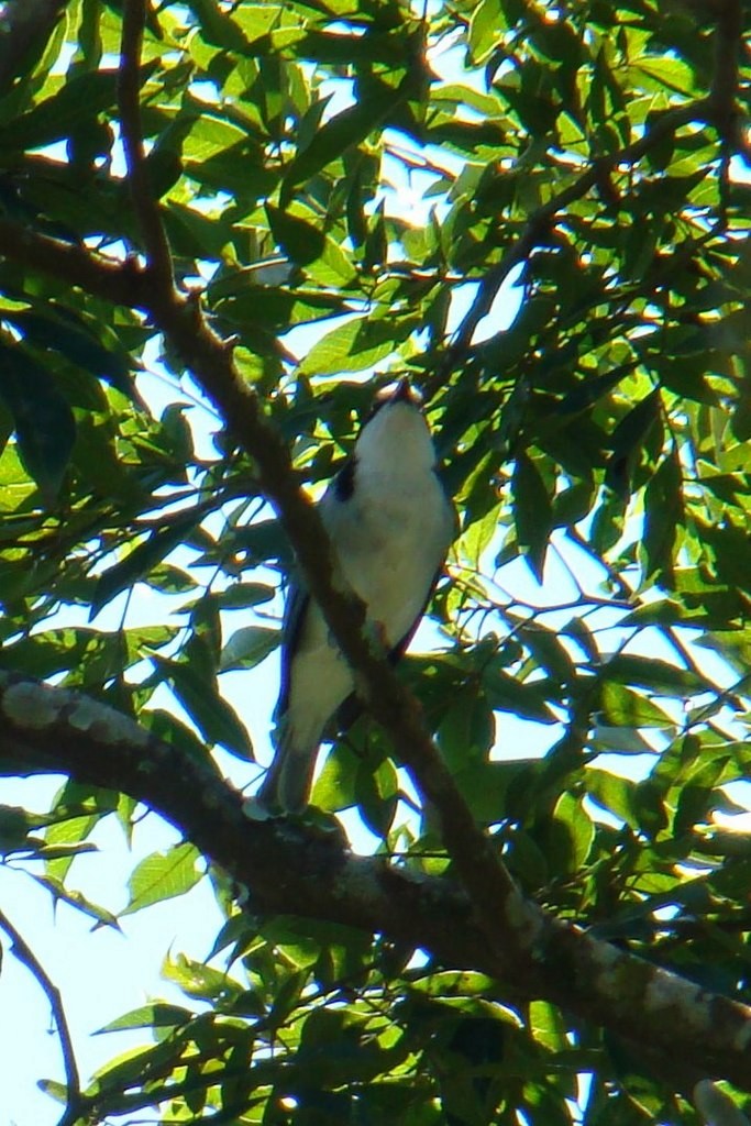 Hooded Tanager - Carlos Otávio Gussoni